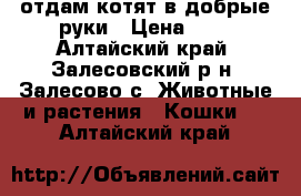 отдам котят в добрые руки › Цена ­ 0 - Алтайский край, Залесовский р-н, Залесово с. Животные и растения » Кошки   . Алтайский край